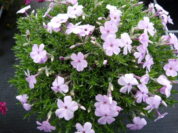 Phlox douglasii Lilac Cloud ALKE WEB