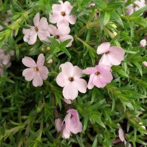 Phlox douglasii 'Lilac Cloud'