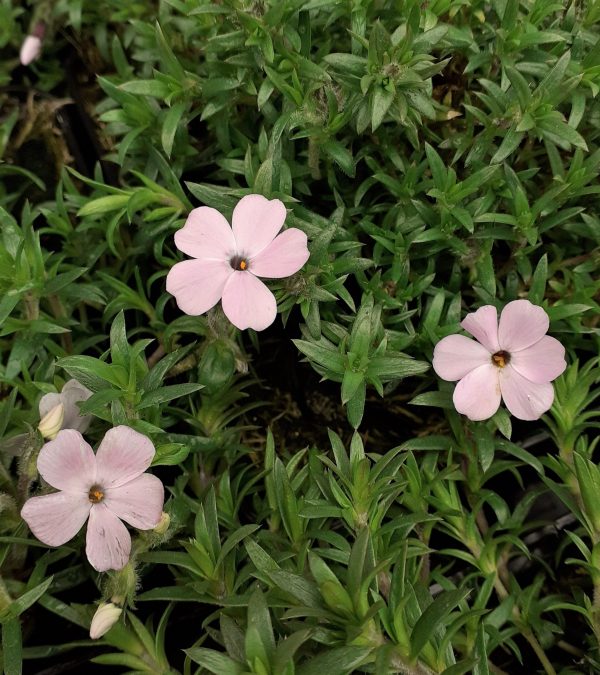 Phlox douglasii Lilac Cloud2 WEB