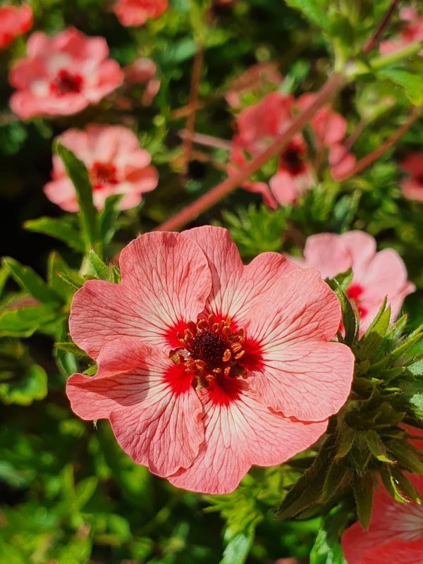 Potentilla × hopwoodiana