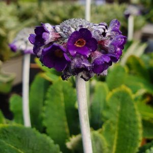 Primula salvana