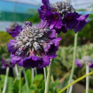 Primula salvana