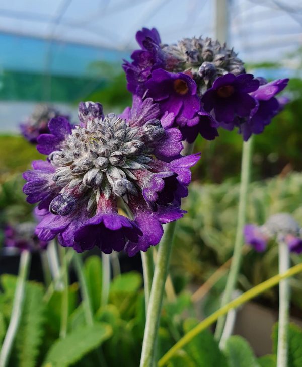 Primula cap Noverna Deep Blue Primula salvana