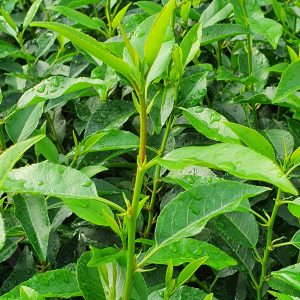 Prunus lusitanica 'Augustifolia'