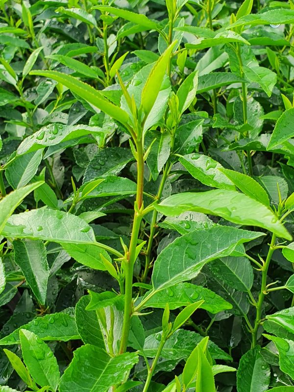 Prunus lusitanica 'Augustifolia'