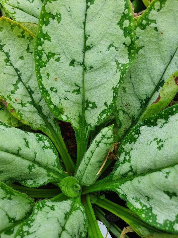Pulmonaria moonshine 2 Pulmonaria 'Moonshine'