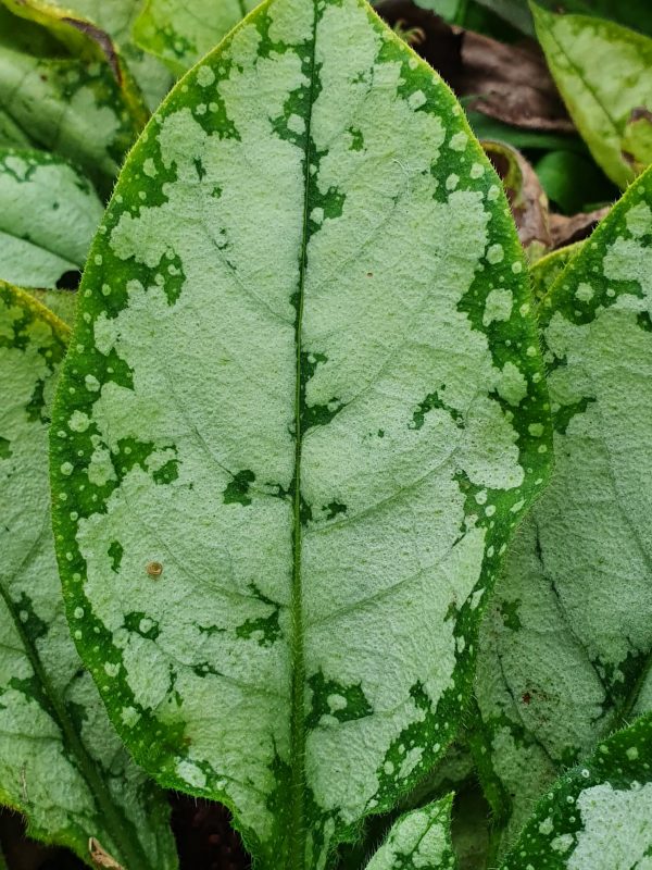 Pulmonaria moonshine