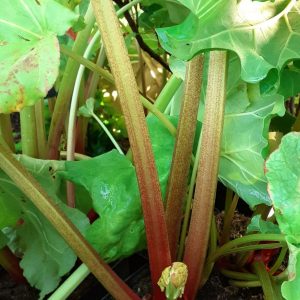 Rhubarb 'Glaskins Perpetual'