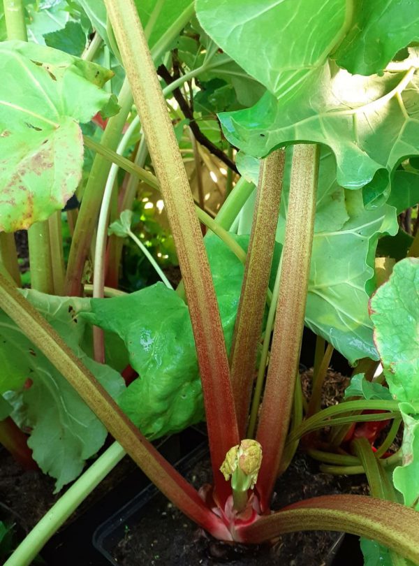 Rhubarb 'Glaskins Perpetual'