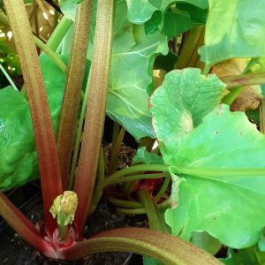 Rhubarb 'Victoria'