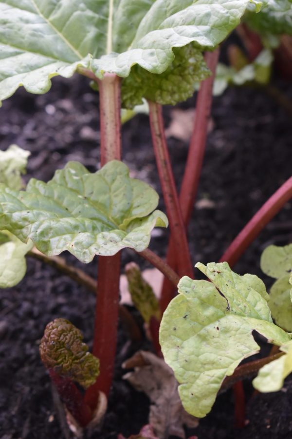 Rhubarb 'Victoria'