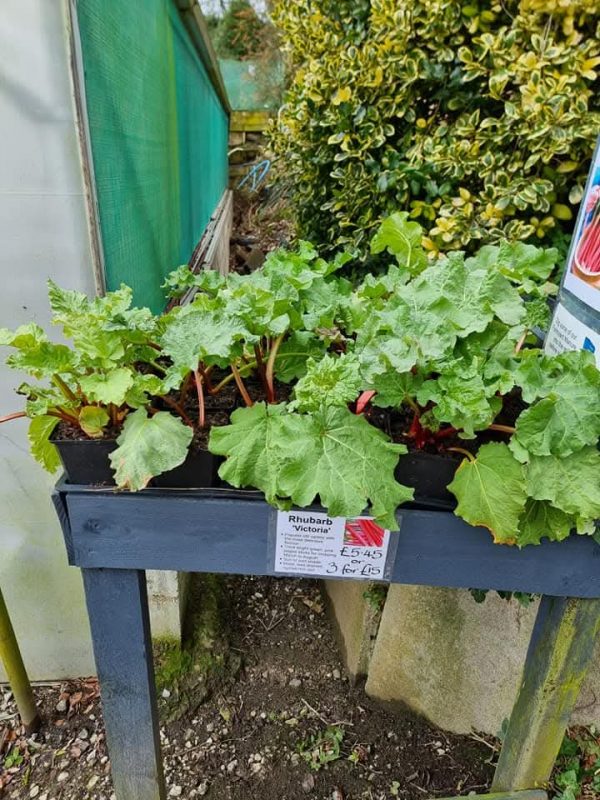 Rhubarb 'Victoria'