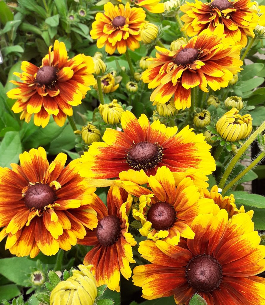 Rudbeckia ‘Summerdaisy Red Bicolour’ | Proctors Nursery