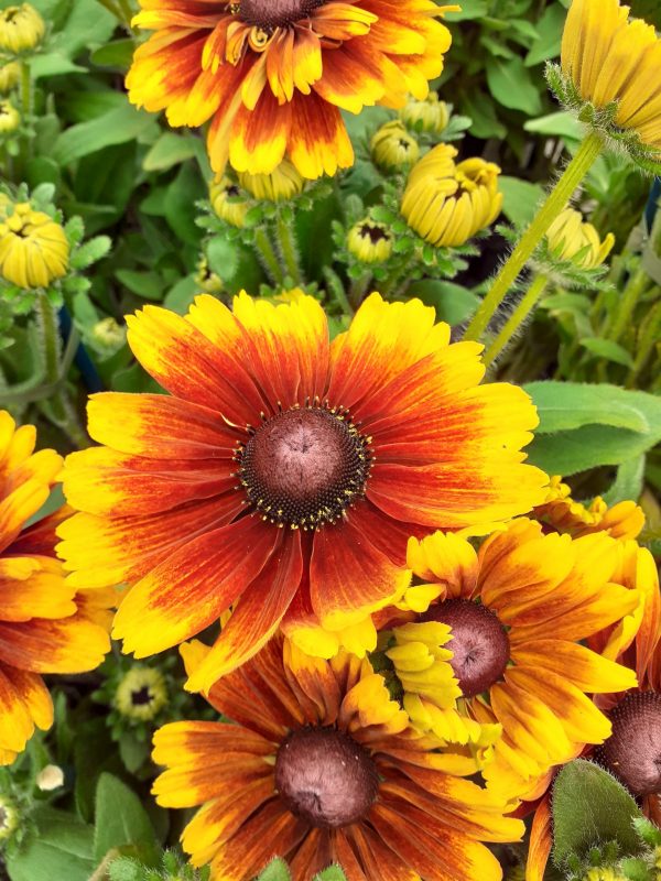 Rudbeckia Summerdaisy Red Bicolour2 WEB