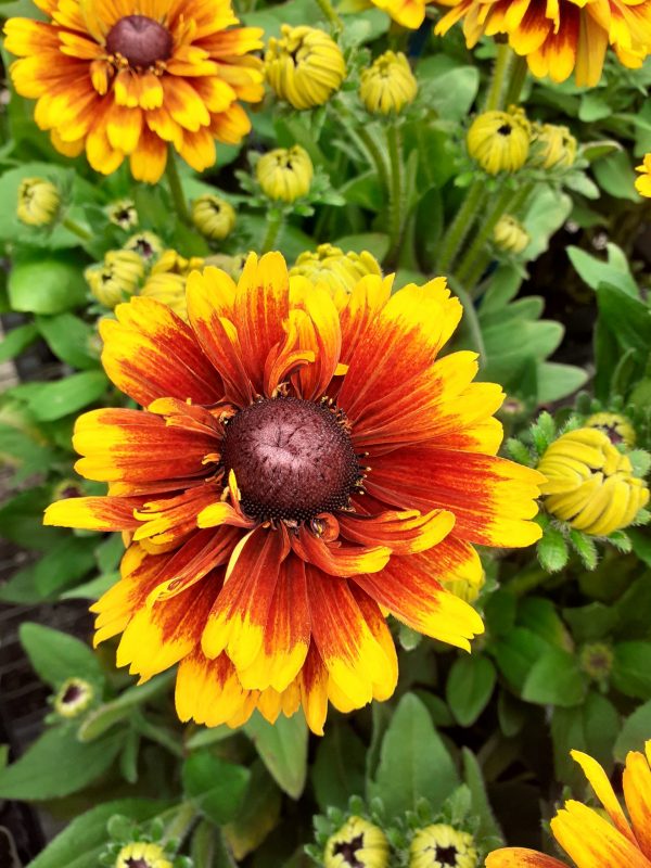 Rudbeckia Summerdaisy Red Bicolour3 WEB