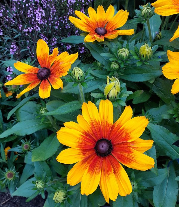 Rudbeckia Sunbeckia Luna WEB