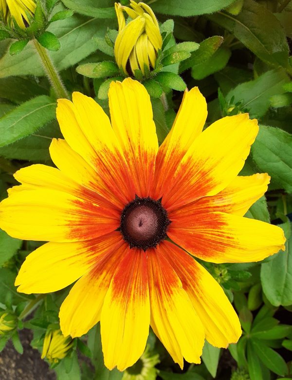 Rudbeckia Sunbeckia Luna2 WEB