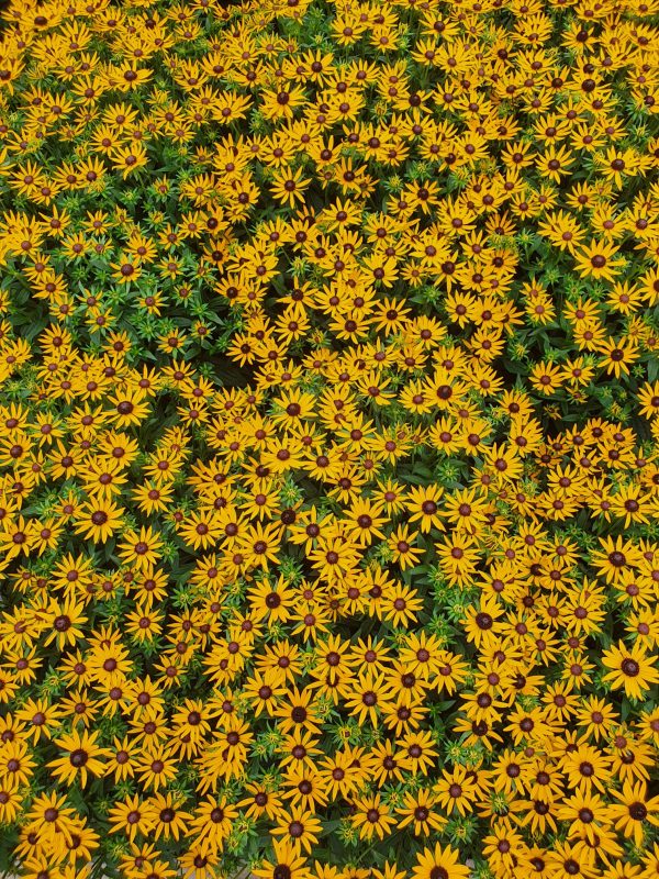Rudbeckia little goldstar 2