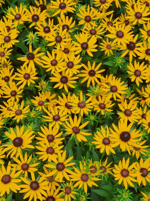 Rudbeckia little goldstar