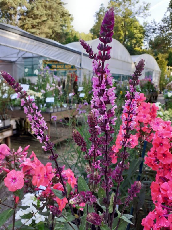 Salvia nem Caradonna Pink Inspiration 2 Salvia ‘Caradonna Pink Inspiration’