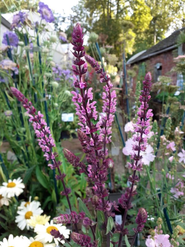 Salvia ‘Caradonna Pink Inspiration’ | Shop Salvia| Proctors Nursery