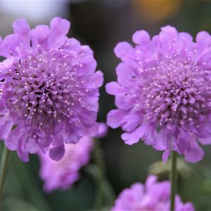 Scabiosa columbaria 'Pink Mist'