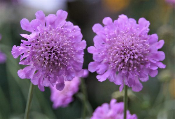 Scabiosa columbaria Pink Mist ALKE WEB Scabiosa columbaria 'Pink Mist'