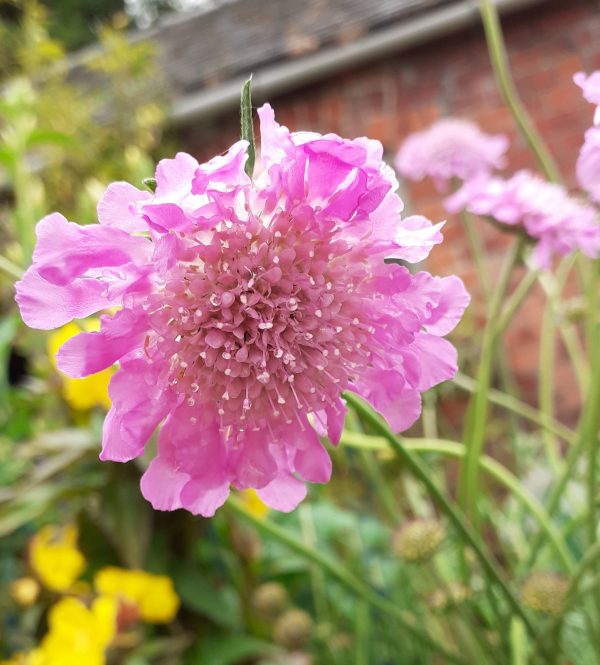 Scabiosa columbaria Pink Mist2 WEB