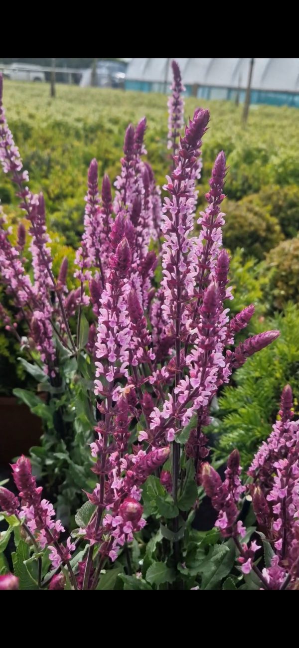 Screenshot_20241214_001224_Photos