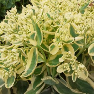 Hylotelephium 'Autumn Charm'