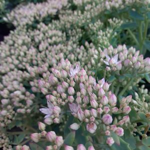Hylotelephium 'Thundercloud'