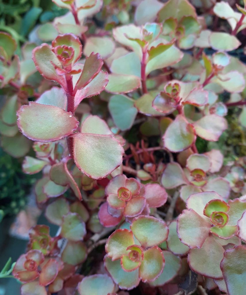 Hylotelephium spurium 'Mahogany Red' | Proctors Nursery