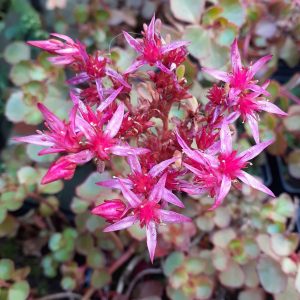 Sedum spurium 'Mahogany Red'