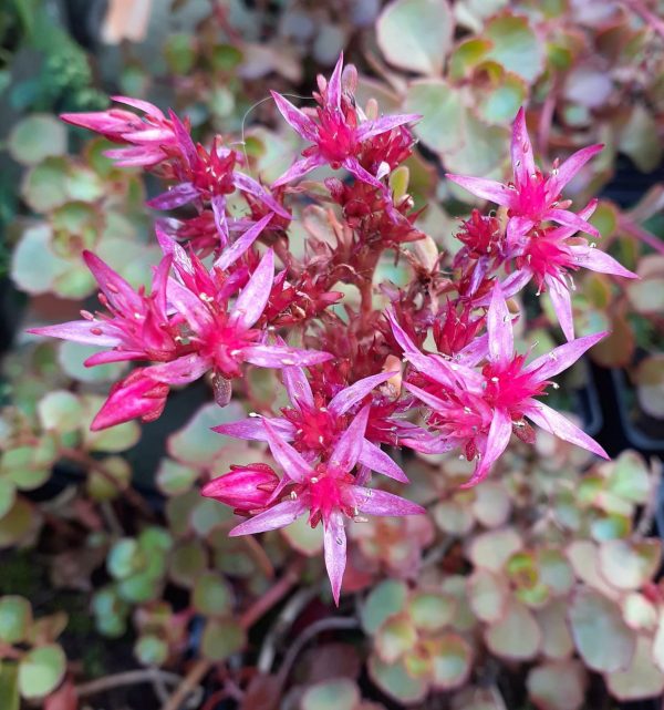 Sedum spurium 'Mahogany Red'