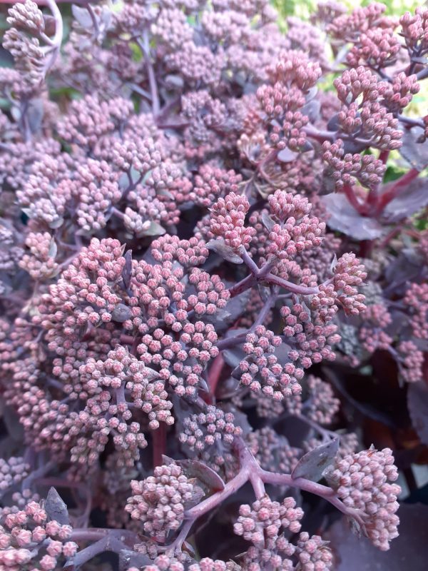Sedum tel Chocolate Cherry