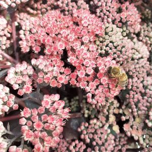 Hylotelephium 'Chocolate Cherry'