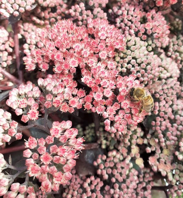 Sedum_telephium_Chocolate_Cherry_WEB Hylotelephium 'Chocolate Cherry'