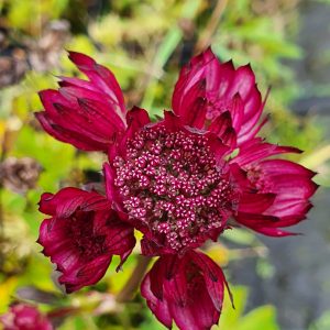 Astrantia major 'Sparkling Stars Red'
