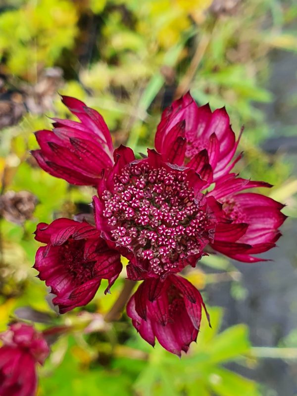 Sparkling stars red Astrantia major 'Sparkling Stars Red'