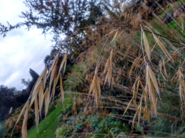 Stipa gigantea 'Golden Oats'