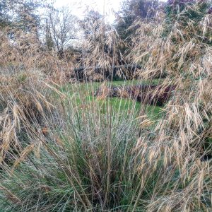 Stipa gigantea 'Golden Oats'