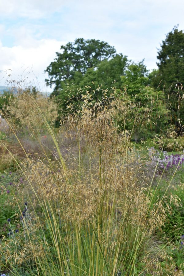 Stipa gigantea 'Golden Oats' Stipa gigantea 'Golden Oats'