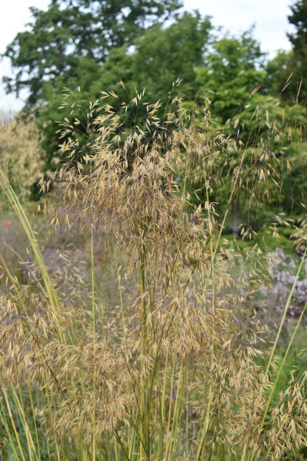 Stipa gigantea 'Golden Oats'2 Stipa gigantea 'Golden Oats'