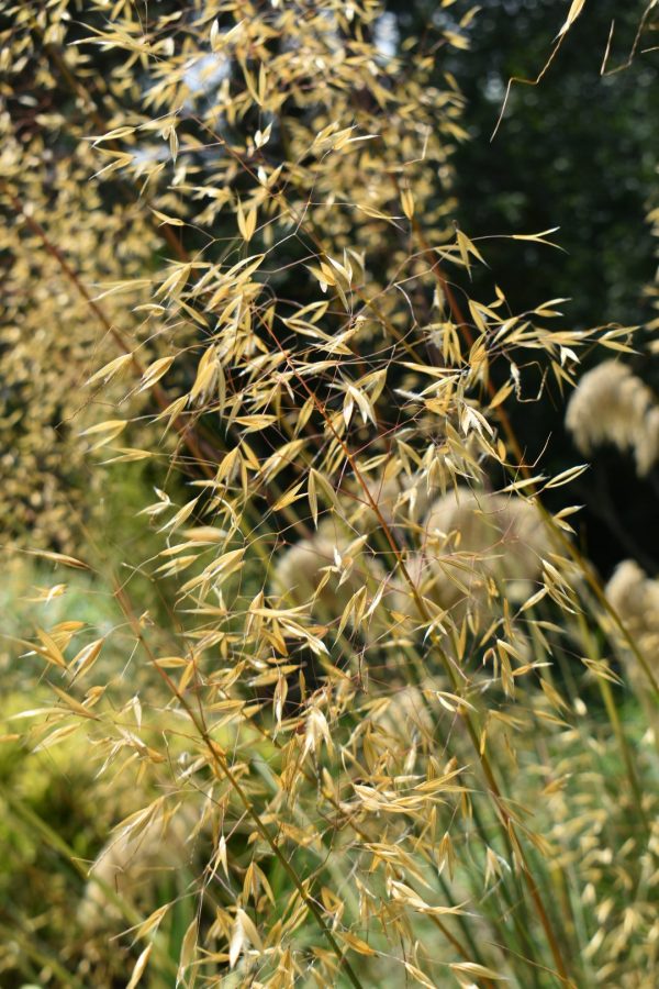 Stipa gigantea 'Golden Oats'3 Stipa gigantea 'Golden Oats'