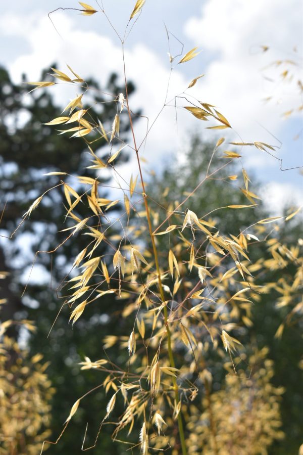 Stipa gigantea 'Golden Oats'4 Stipa gigantea 'Golden Oats'
