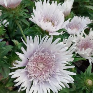 Stokesia laevis 'Divinity'