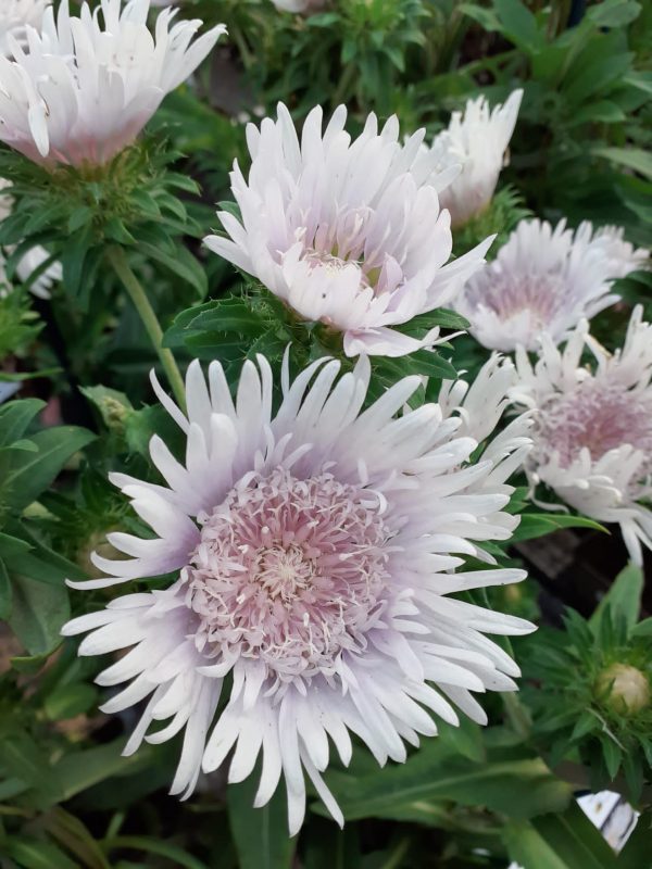 Stokesia laevis 'Divinity'