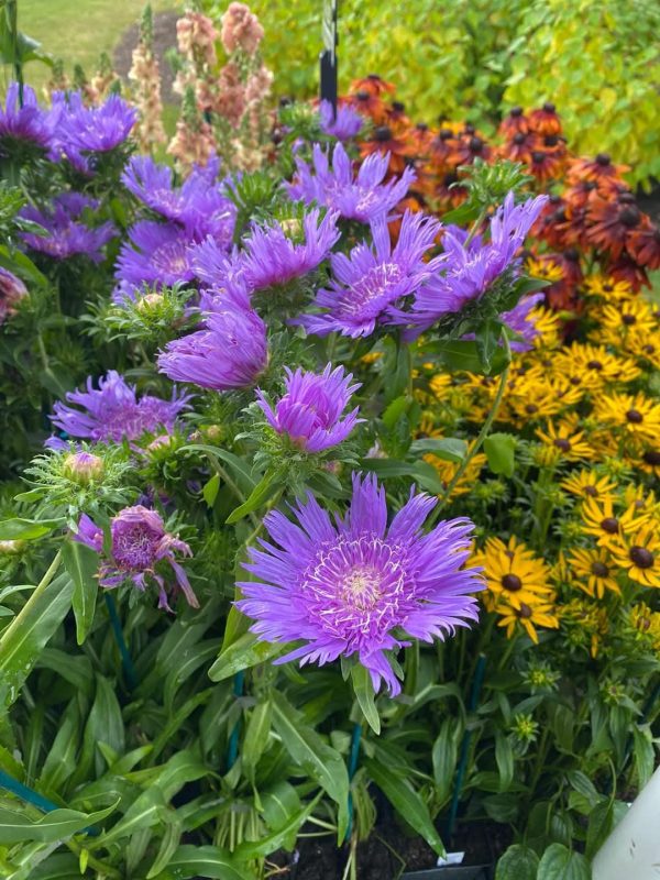 Stokesia laevis 'Klause Jelitto' Stokesia laevis 'Klause Jelitto'