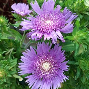 Stokesia laevis 'Klause Jelitto'