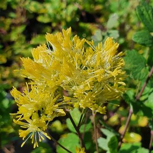 Thalictrum 'Tukker Princess'